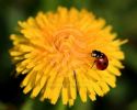 http://www.stmivani.eu/gallery/ladybug-on-a-yellow-flower.jpg