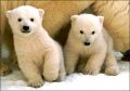 Emmett a lední medvědi aneb Ti lední medvědí jsou, Emmette, chránění!