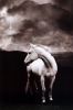 White horse