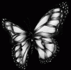 Adula57