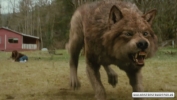 The Wolf Pack - Video z natáčení 