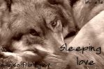 Sleeping love