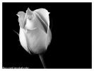 Jen v bílé růži se skrývá naděje