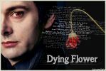 Dying flower