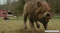 Nový měsíc - Rozdílní filmoví vlci